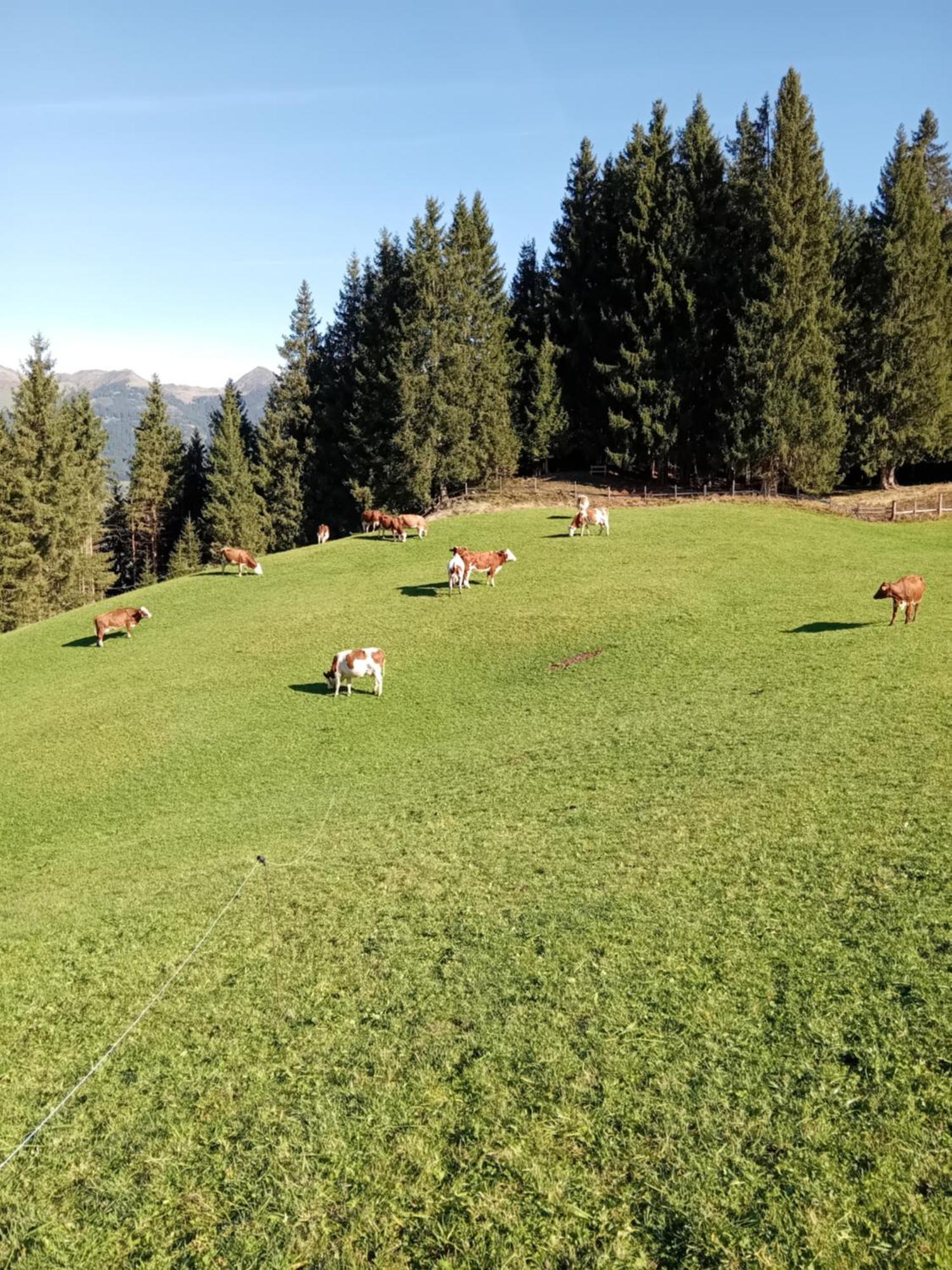 Ferienhaus Hochwimmer Hollersbach im Pinzgau Esterno foto